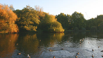 afternoon, autumn, bird, day, England, eye level view, lake, London, park, sunny, The United Kingdom, treeline