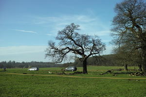 day, England, eye level view, grass, London, park, sunny, The United Kingdom, tree