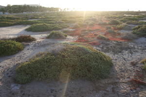 afternoon, Canarias, eye level view, heath, Las Palmas, Spain, spring, sunny, sunset