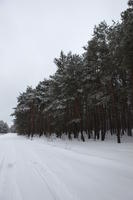 eye level view, forest, overcast, Poland, snow, track, tree, Wielkopolskie, winter, Wolsztyn