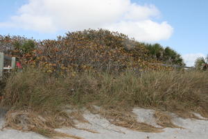 bush, day, eye level view, Florida, grass, sunny, The United States, winter