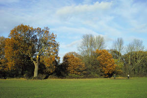 autumn, day, eye level view, grass, park, sunny, treeline