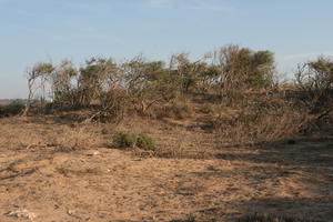 autumn, bush, day, desert, direct sunlight, Essaouira, eye level view, Morocco, natural light, sunlight, sunny, sunshine, vegetation