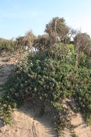 autumn, bush, day, desert, direct sunlight, Essaouira, eye level view, Morocco, natural light, sunlight, sunny, sunshine, vegetation