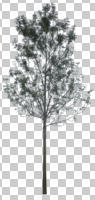 broad-leaf tree, broad-leaved tree, cutout, cutout trees, day, diffuse, diffused light, eye level view, summer