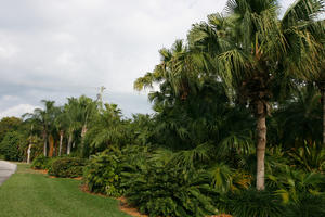 Blue hesper palm, blue palm, Brahea armata, bush, day, evergreen, eye level view, Florida, Miami, palm, park, royal palm, Roystonea regia, shrub, summer, sunny, The United States