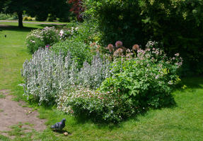 bush, day, England, eye level view, flower, flowered bush, London, park, shrub, summer, sunny, The United Kingdom