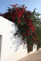 Agadir, autumn, bush, day, eye level view, flower, Morocco, plant, sunlight, sunny, sunshine