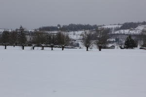 ambient light, day, diffuse, diffused light, eye level view, field, Italia , morning, natural light, overcast, snow, tree, Veneto, winter