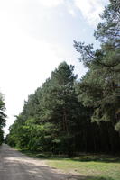 autumn, coniferous, day, eye level view, forest, Kopanica, Poland, road, sunny, treeline, Wielkopolskie