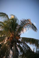 below, dusk, Florida, Miami, palm, The United States, tree, vegetation, winter