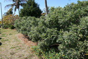 bush, day, eye level view, Florida, garden, Sarasota, sunny, sunshine, The United States, tree, winter