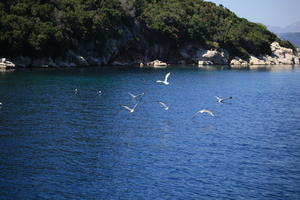 animal, bird, coastline, Croatia, day, eye level view, seascape, summer