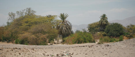 bush, day, desert, evergreen, eye level view, Peru, shrub, summer, sunny