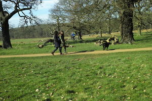 day, England, eye level view, grass, London, park, sunny, The United Kingdom