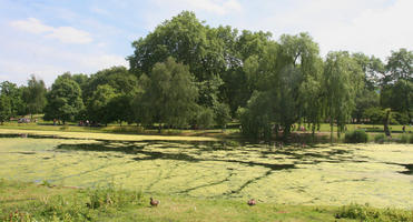 broad-leaf tree, broad-leaved tree, day, England, eye level view, lake, London, park, summer, sunny, The United Kingdom, tree, weeping willow