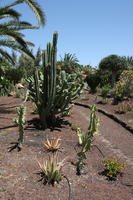 Agave Americana Variegata, American century plant, cactus, Canarias, Cardon Canario, day, direct sunlight, Euphorbia canariensis, eye level view, garden, Las Palmas, Spain, spring, succulent plant, sunny