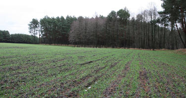 day, eye level view, field, forest, overcast, Poland, vegetation, Wielkopolskie, winter, Wolsztyn