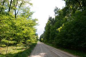 autumn, broad-leaf tree, broad-leaved tree, day, eye level view, forest, Kopanica, Poland, road, shady, sunny, treeline, Wielkopolskie