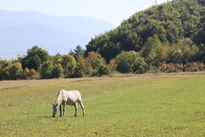 Croatia, day, eye level view, field, grass, horse, Karlovacka, sunny, tree, woodland