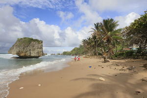 Barbados, beach, coconut palm, Cocos nucifera, day, eye level view, palm, rocks, seascape, spring, sunny