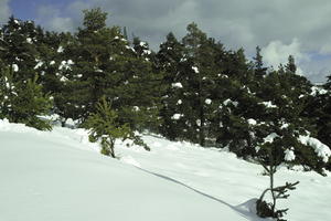 coniferous, day, evergreen, eye level view, France, Greolieres, hill, Provence Alpes Cote D