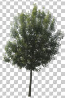 broad-leaf tree, broad-leaved tree, cutout, cutout trees, day, diffuse, diffused light, eye level view, summer