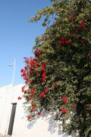 Agadir, autumn, below, bush, day, flower, Morocco, plant, sunlight, sunny, sunshine