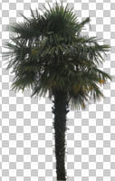 cutout, cutout trees, day, diffuse, diffused light, eye level view, palm, spring, Washingtonia filifera