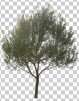 cutout, cutout trees, day, diffuse, diffused light, eye level view, Olea europaea, olive, spring