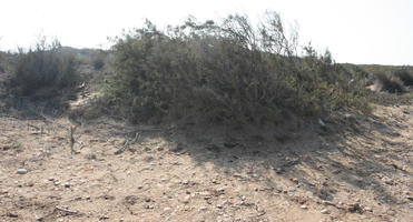 autumn, bush, day, desert, direct sunlight, Essaouira, eye level view, Morocco, natural light, sunlight, sunny, sunshine, vegetation