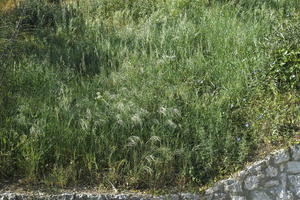 above, afternoon, Croatia, day, elevated, grass, grove, natural light, plant, spring, sunlight, sunny, vegetation