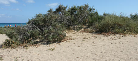 Canarias, day, direct sunlight, dunes, eye level view, Las Palmas, shrub, Spain, spring, sunny