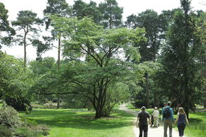 day, England, eye level view, garden, group, natural light, park, people, The United Kingdom, tree, walking, Woking