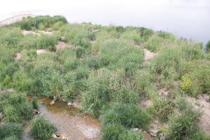 above, Beaugency, Centre, coastline, day, France, grass, natural light, vegetation