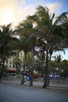 beach, dusk, eye level view, Florida, Miami, palm, The United States, tree, vegetation, winter