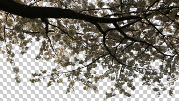 below, blooming, blossom, branch, broad-leaf tree, broad-leaved tree, cutout, cutout trees, day, diffuse, diffused light, spring