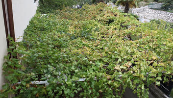 autumn, Croatia, day, diffuse, diffused light, Dubrovacko-Neretvanska, Dubrovnik, elevated, garden, vine