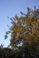 below, branch, dusk, France, park, Provence Alpes Cote D