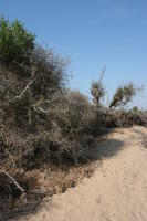 autumn, bush, day, desert, direct sunlight, Essaouira, eye level view, Morocco, natural light, sunlight, sunny, sunshine, vegetation