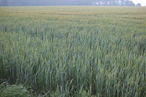 crop, day, eye level view, field, France, natural light, plant, spring