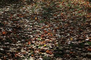 afternoon, autumn, day, England, eye level view, leaf, London, sunny, The United Kingdom