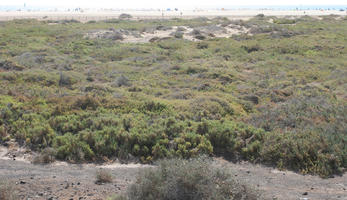 autumn, Canarias, day, elevated, Las Palmas, shrubbery, shrubland, Spain, sunny