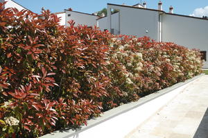 bush, day, direct sunlight, eye level view, flowered bush, Italia , shrub, spring, sunny, Toscana