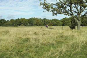 autumn, bright, day, England, eye level view, field, grass, London, park, The United Kingdom, vegetation