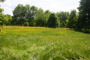 broad-leaf tree, broad-leaved tree, day, England, eye level view, grass, London, park, summer, sunny, The United Kingdom, tree