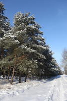 afternoon, bright, coniferous, day, eye level view, Poland, snow, sunny, tree, Wielkopolskie, winter, woodland
