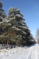 afternoon, bright, coniferous, day, eye level view, Poland, snow, sunny, tree, Wielkopolskie, winter, woodland