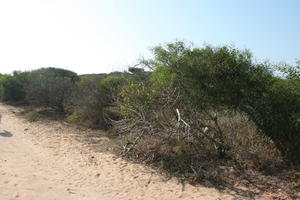 autumn, bush, day, desert, direct sunlight, Essaouira, eye level view, Morocco, natural light, sunlight, sunny, sunshine, vegetation