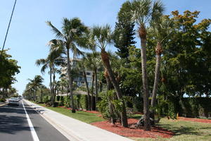 day, eye level view, Florida, palm, pavement, road, Sarasota, sunny, sunshine, The United States, winter